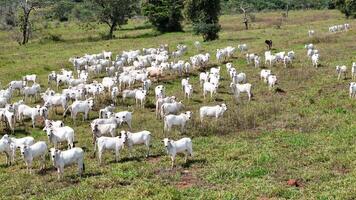 campo pascolo la zona con bianca mucche pascolo foto