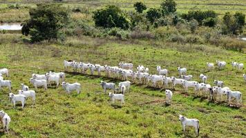 campo pascolo la zona con bianca mucche pascolo foto