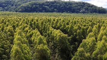 coltivazione di eucalipto alberi foto