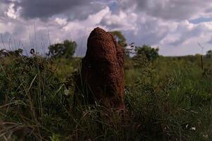 grande termite tumulo nel il brasiliano cerrado con bioluminescenza foto