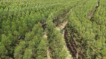 coltivazione di eucalipto alberi foto