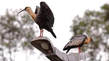 in forma collo ibis animali foto