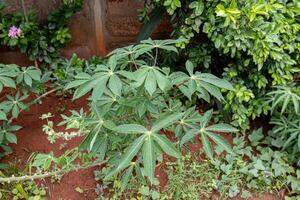 manioca pianta le foglie foto