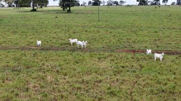 campo pascolo la zona con bianca mucche pascolo foto