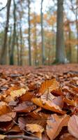 autunno le foglie su foresta pavimento foto