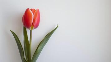 singolo rosso tulipano su bianca foto