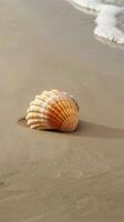 conchiglia su sabbioso spiaggia foto