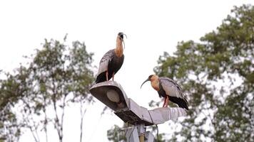 in forma collo ibis animali foto