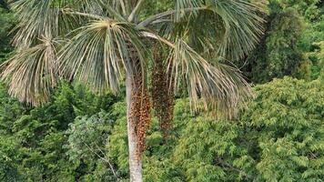 frutta di il buriti palma albero foto