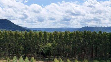 coltivazione di eucalipto alberi foto