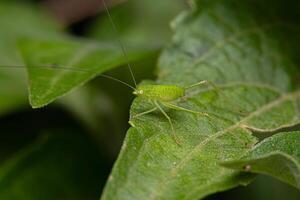 foglia katydid ninfa foto