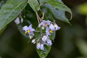 fioritura pianta di il specie conosciuto come giuruba un' belladonna Comune foto