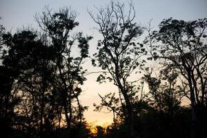 Paradiso nuvoloso cielo giorno sera crepuscolo tempo con luce del sole raggio a partire dal fra nuvole con albero silhouette sfondo foto