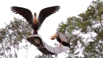 in forma collo ibis animali foto