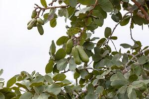 albero puzzolente con frutti foto