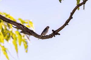 femmina foderato seedeater uccello foto