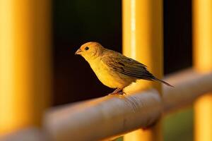 maschio zafferano fringuello uccello foto