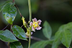 selvaggio fioritura pianta foto