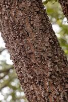 strutturato tronco di angiosperma albero foto