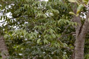 puzzolente albero le foglie foto