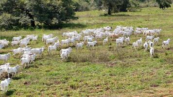 campo pascolo la zona con bianca mucche pascolo foto