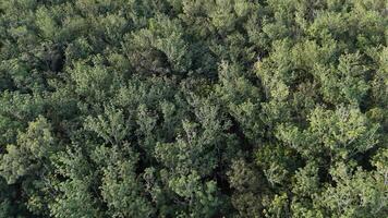 gomma da cancellare albero foresta per latice estrazione foto