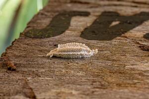 piccole uova di planthopper foto