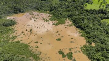 palude Marrone acqua in giro un' ruscello e ripariale foresta foto