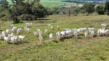 campo pascolo la zona con bianca mucche pascolo foto