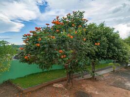 africano tulipano albero fiori foto