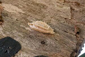 piccole uova di planthopper foto