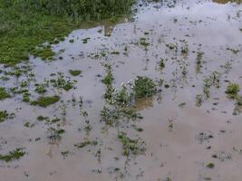 piccolo palude con bianca aironi foto