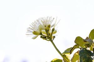 pekea Noce fiore foto