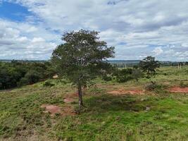 grande albero in un campo foto