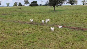 campo pascolo la zona con bianca mucche pascolo foto