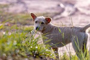 cane animale giocando nel il campo foto