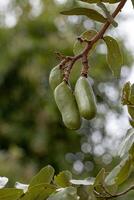 albero puzzolente con frutti foto