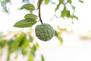 sweetsop verde frutta foto