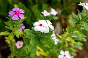 bianca e rosa Madagascar pervinca fiore foto