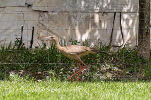 rosso dalle gambe seriema animale foto