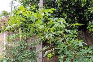 manioca pianta le foglie foto