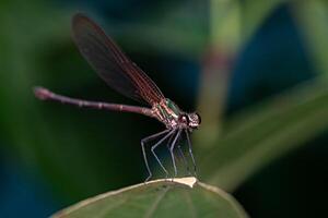 adulto RubySpot damselfly insetto foto