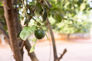 avvicinamento su verde frutta foto