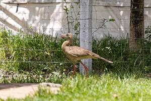 rosso dalle gambe seriema animale foto