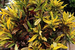 variegato croton pianta foto