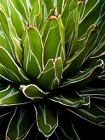 primo piano pianta succulenta, foglie fresche dettaglio di agave victoriae reginae foto