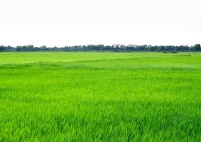 scenario di campo di riso in Thailandia, sfondo verde foto