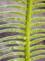 le foglie pinnately composte della pianta di cycas siamensis con goccioline d'acqua foto