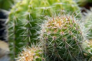 stretta di cactus foto