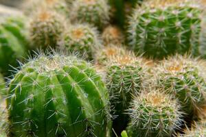 stretta di cactus foto